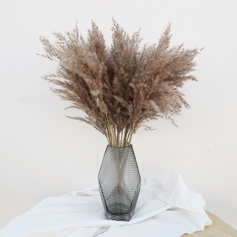 10 stuks kleurrijke natuurlijk - Pampas Grass Decor recensie en prijs